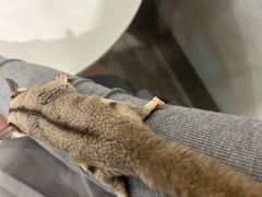-楼上猫咖(罗湖店)