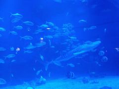 -烟台海昌鲸鲨海洋公园