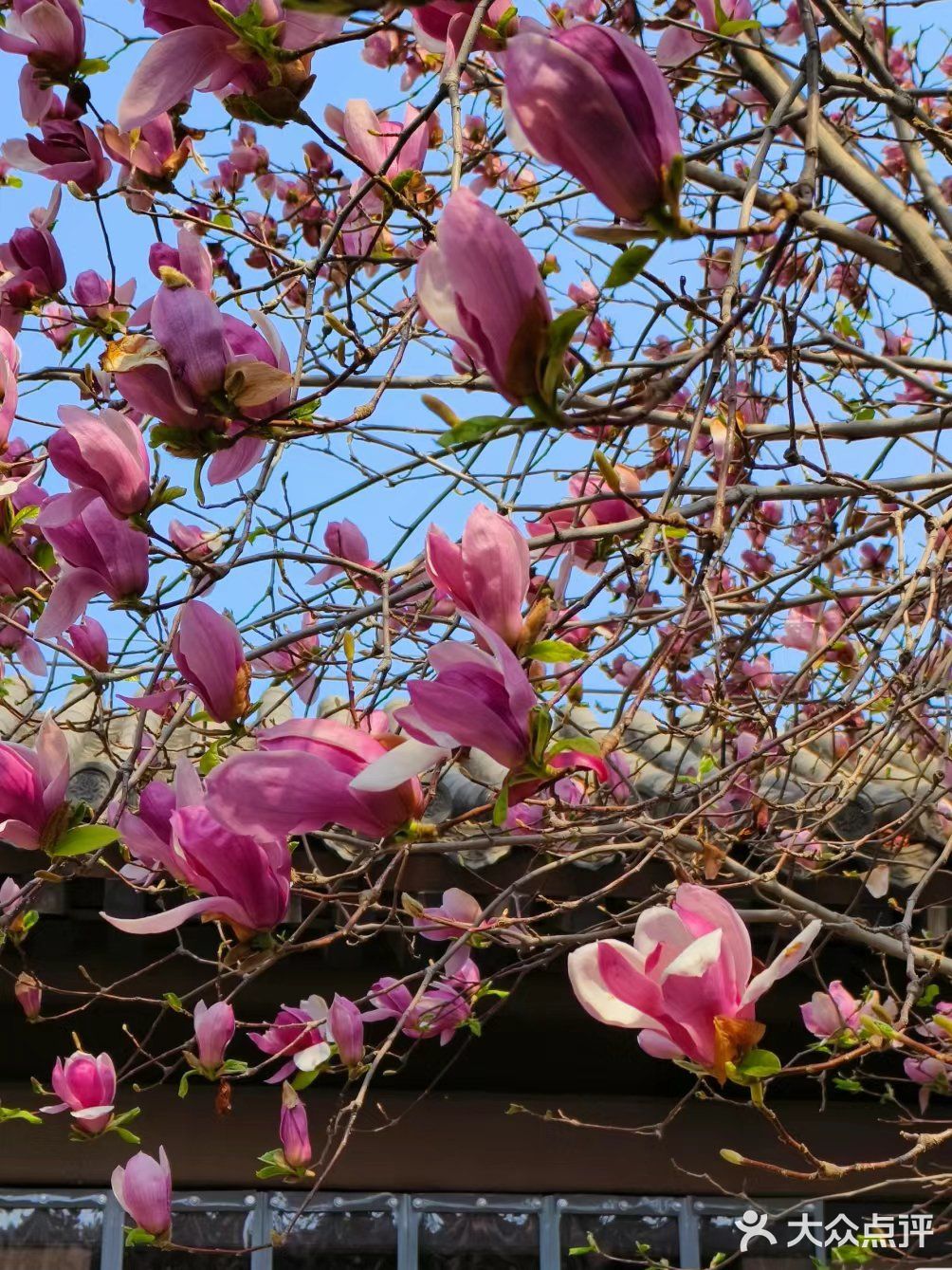 我的春日crush|开满红玉兰的院子美绝了❗