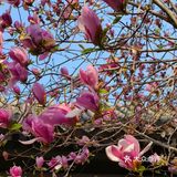 我的春日crush|开满红玉兰的院子美绝了❗