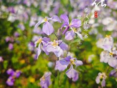 -将府公园