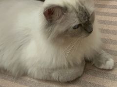 -MOCHA明星猫咖(田子坊店)