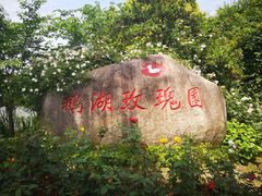 -鹅湖玫瑰文化园
