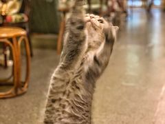 -猫色咖啡·猫咖