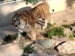 -石家庄市动物园