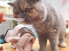 -猫小院猫主题咖啡厅(北锣店)