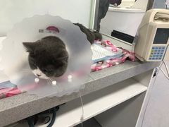 -达爱动物医院·犬猫分区·CT·复杂眼科(远洋山水分院)