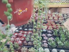 -三圣花乡旅游区