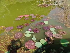 -东莞植物园