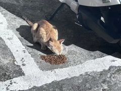-宠福鑫动物医院(城北分院)