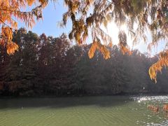 -上海海湾国家森林公园