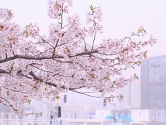 -徐家汇公园
