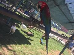 -西霞口神雕山野生动物世界