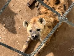 -西霞口神雕山野生动物世界