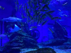 -海合安武汉极地海洋公园