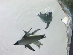 -帝企鹅自助餐厅•儿童岛•真企鹅(长隆企鹅酒店)