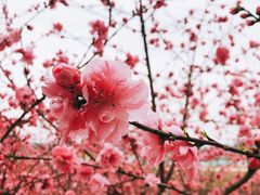 -秀丽东方