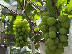 -马陆小张葡萄园农家乐