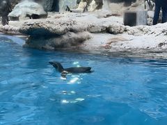 -帝企鹅自助餐厅•儿童岛•真企鹅(长隆企鹅酒店)