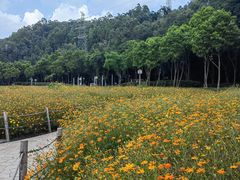 -顺峰山公园