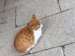 -龙华寺