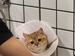 -钦宠·猫咪售卖·洗护·寄养(东圃旗舰店)