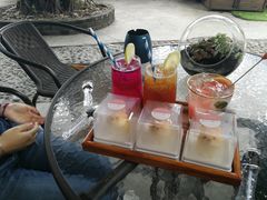 -柴犬高等学院·狗咖·柴犬售卖·宠物训练