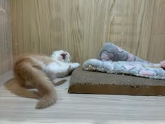 -屋虎猫馆(宝安大仟里店)