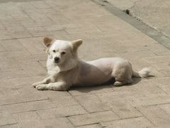 -大虎重庆老火锅(正弘城店)