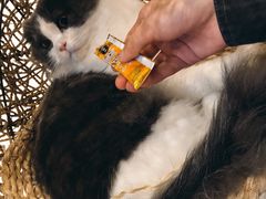 -飞行喵MR PILOT|猫舍·猫咖(静安大融城店)