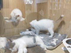 -屋虎猫馆(宝安大仟里店)