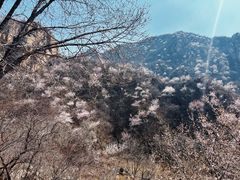 -大岭沟猕猴桃谷风景区