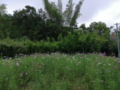 -神光山国家森林公园