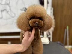 -鑫艺宠物美容培训学校