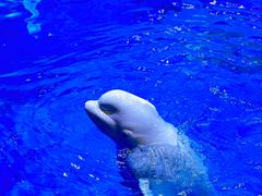 -海合安青岛极地海洋公园