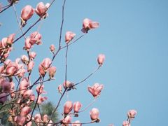 -临平公园(临平街道)
