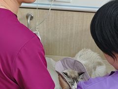 -北京观赏动物医院·24小时大型综合·猫专科·异宠专科