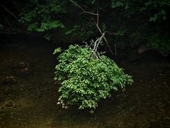 -牛背梁国家森林公园