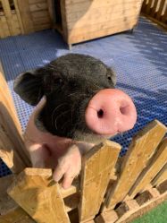 -萌宠亲子动物乐园(槐房万达店)