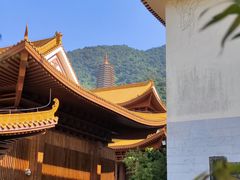 -深圳仙湖植物园