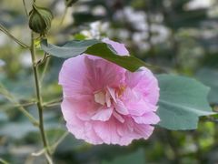 -新虹桥中心花园