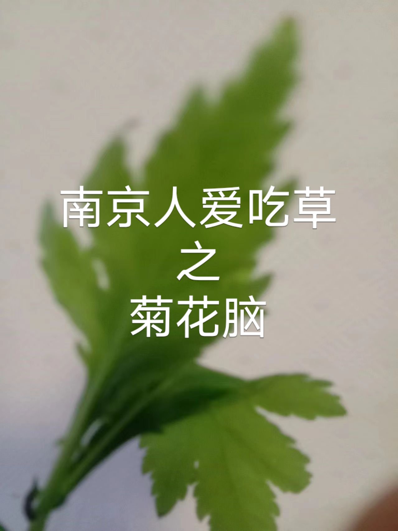 狗鸡头野菜图片