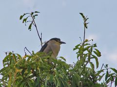 -上海市民办金苹果学校