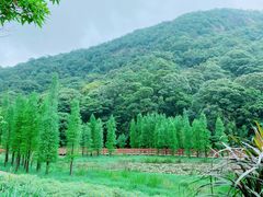 -广州市石门国家森林公园