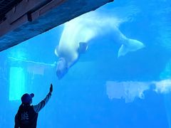 -秦皇岛乐岛海洋王国