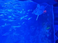 -太平洋海底世界