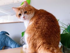 -猫色咖啡·猫咖