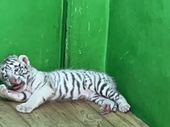 -常州淹城野生动物世界