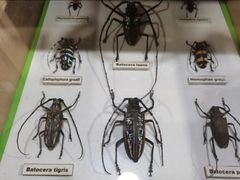 -上海大自然野生昆虫馆(东方明珠·爬宠昆虫探索中心)
