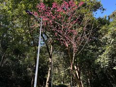 -火炉山森林公园